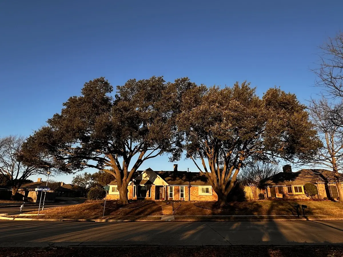 Established residential canopy tree shading a home in Ukiah